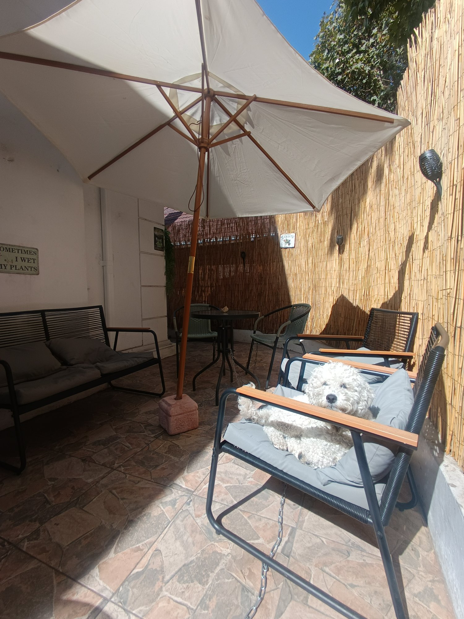 Patio con perrito
